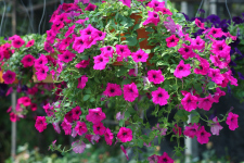 Hanging Baskets - Better Pets and Gardens