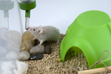 Mice as Pets - Better Pets and Gardens