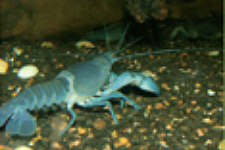 Yabbies Better Pets And Gardens