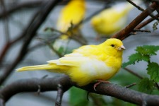 Canary on tree_web 2