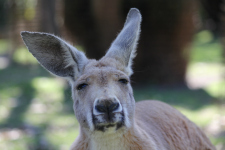 Caversham Wildlife Park_Kangaroo