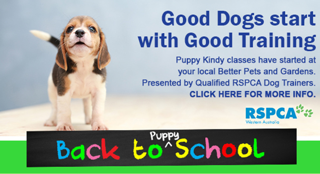 Puppy School RSPCA