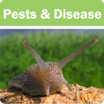 Pests Diseases icon