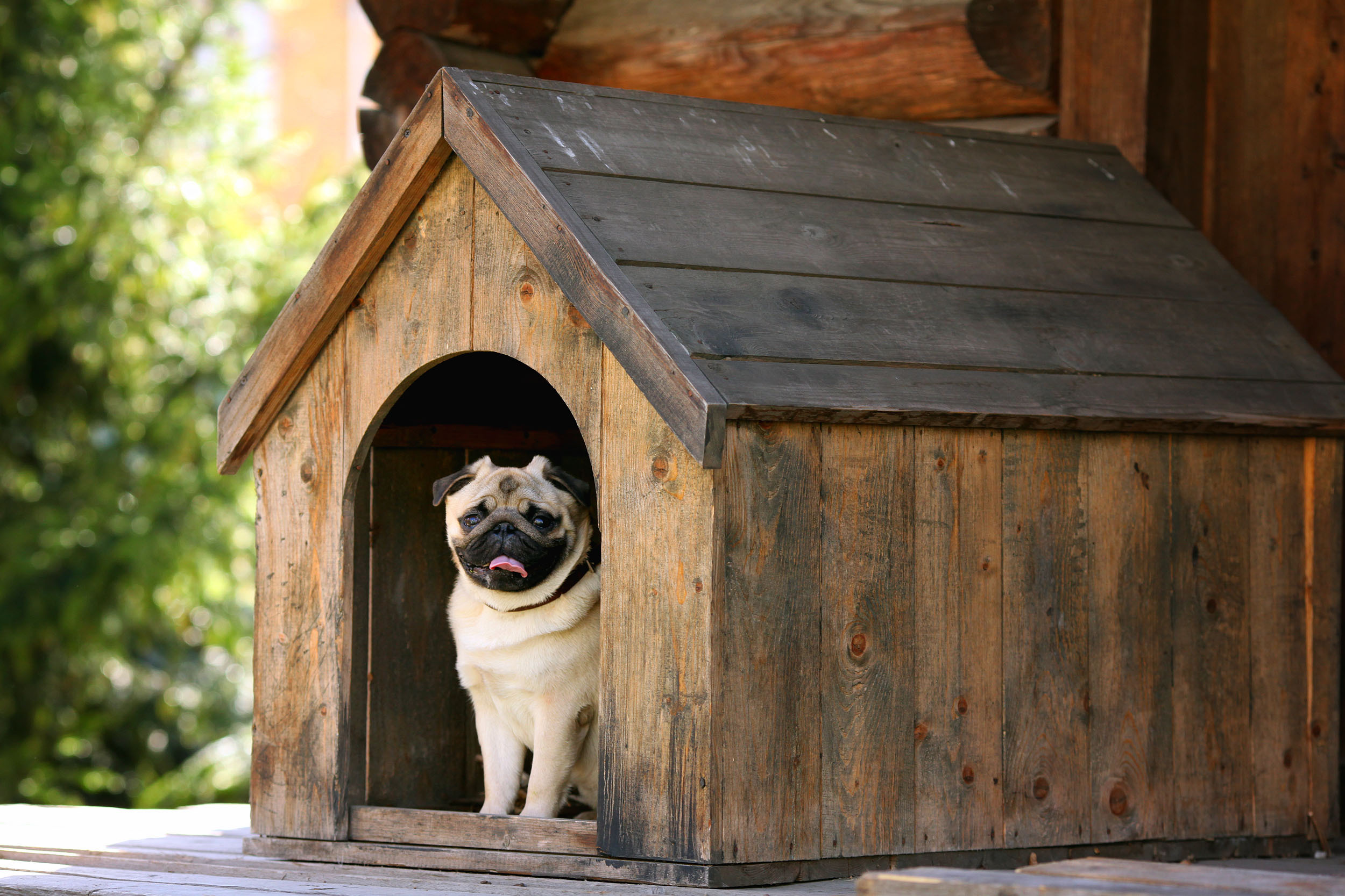 Pug dog in wooden kennel