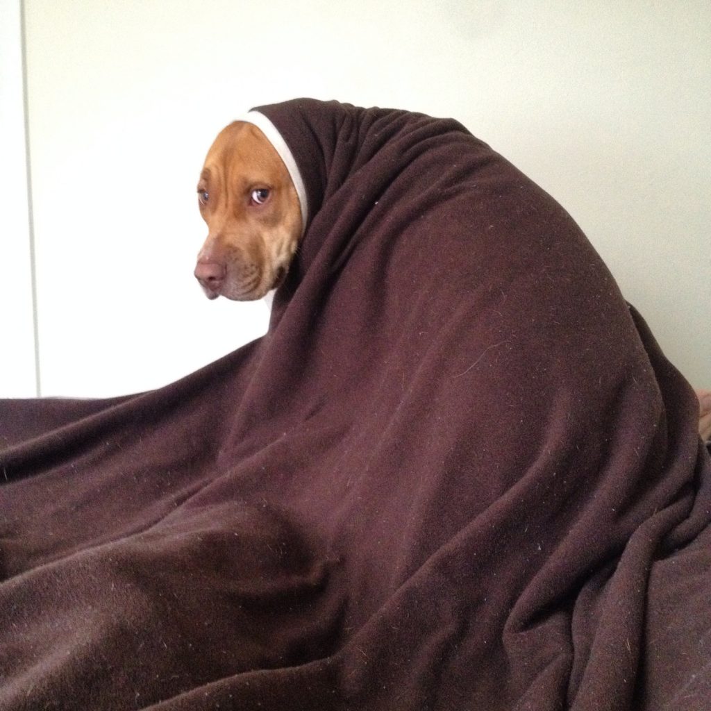 Scared dog with blanket Better Pets and Gardens