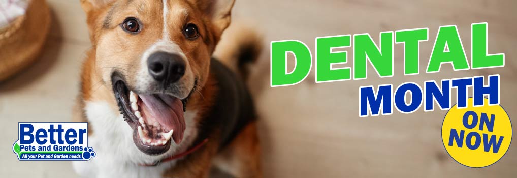 Dental Month August 2026